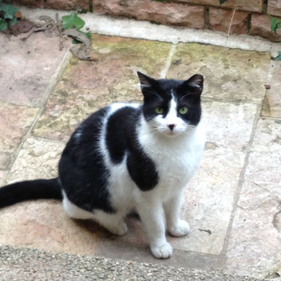 black and white cat