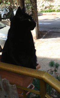 black cat