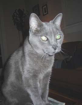 gray cat