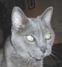 Boris