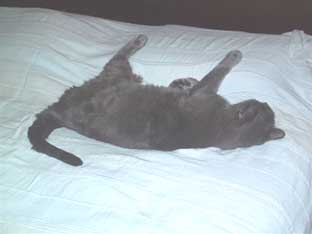 Boris