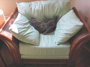 cat sleeping