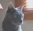 chatgris