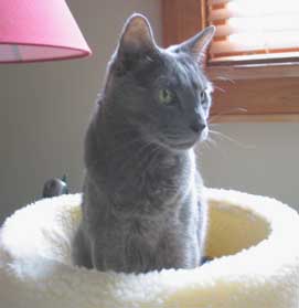 cat in circle