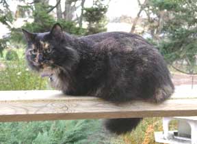 tortoiseshell