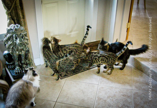 cat mob at door