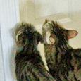 cat mob