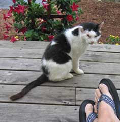 cat by feet
