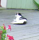 cat on deck