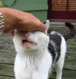 black and white cat