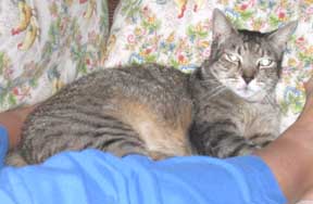 tabby
