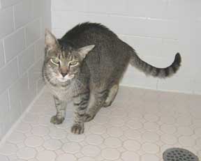cat in shower