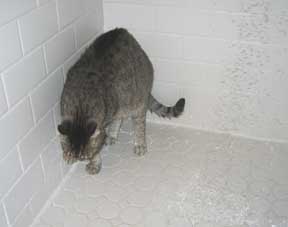 cat in shower