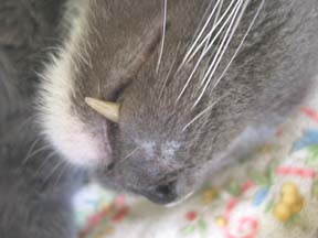 cat fangs
