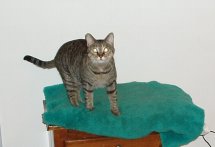 gray tabby cat