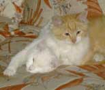 Elmo and Zsa-Zsa
