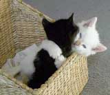 Felix and Snowball