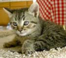 tabby kitten