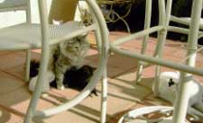 mom and kittens