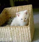 white kitten