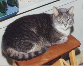 grey tabby