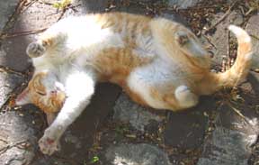 cat on back