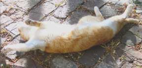 rub my belly