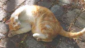 cat belly