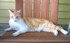 orange and white cat