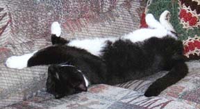 simba sleeping