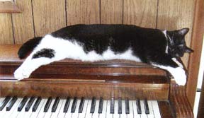 black and white cat