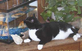 cat by fishtank