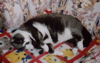 Super cat