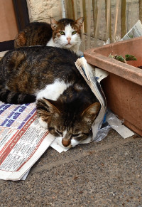 two cats