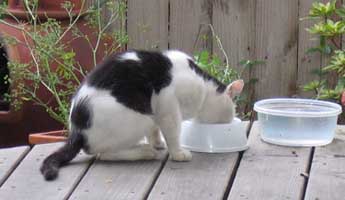 cat eating