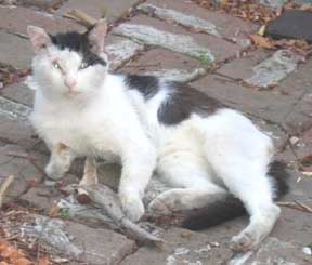cat relaxing