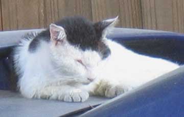 cat on car