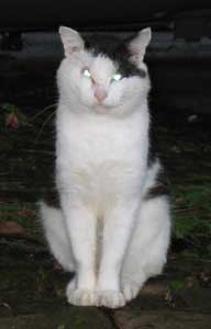 cat sitting