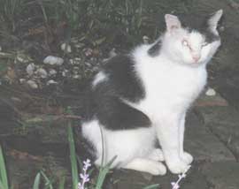 cat side