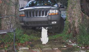 cat by car