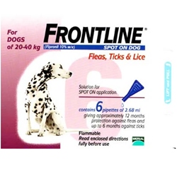 frontline