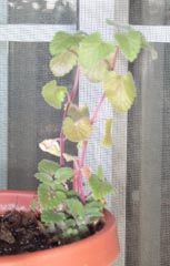 catnip plant