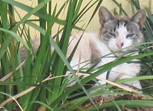 cat behind grass