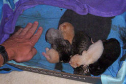 newborn kittens
