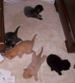 curious kittens