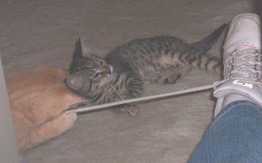 Playing with shoelaces