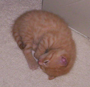 sleeping kitten