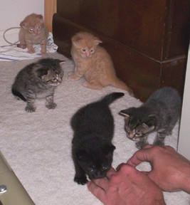 kitten wrestling