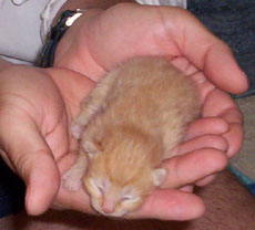 orange kitten