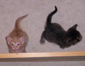 Two cute kittens